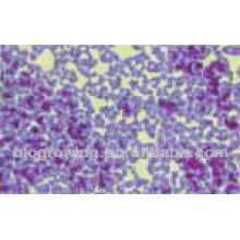 Streptococcus faecalis EP-GA65